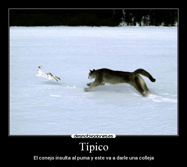 Típico - 