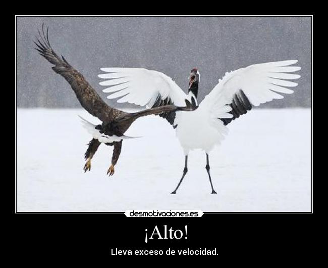 ¡Alto! -
