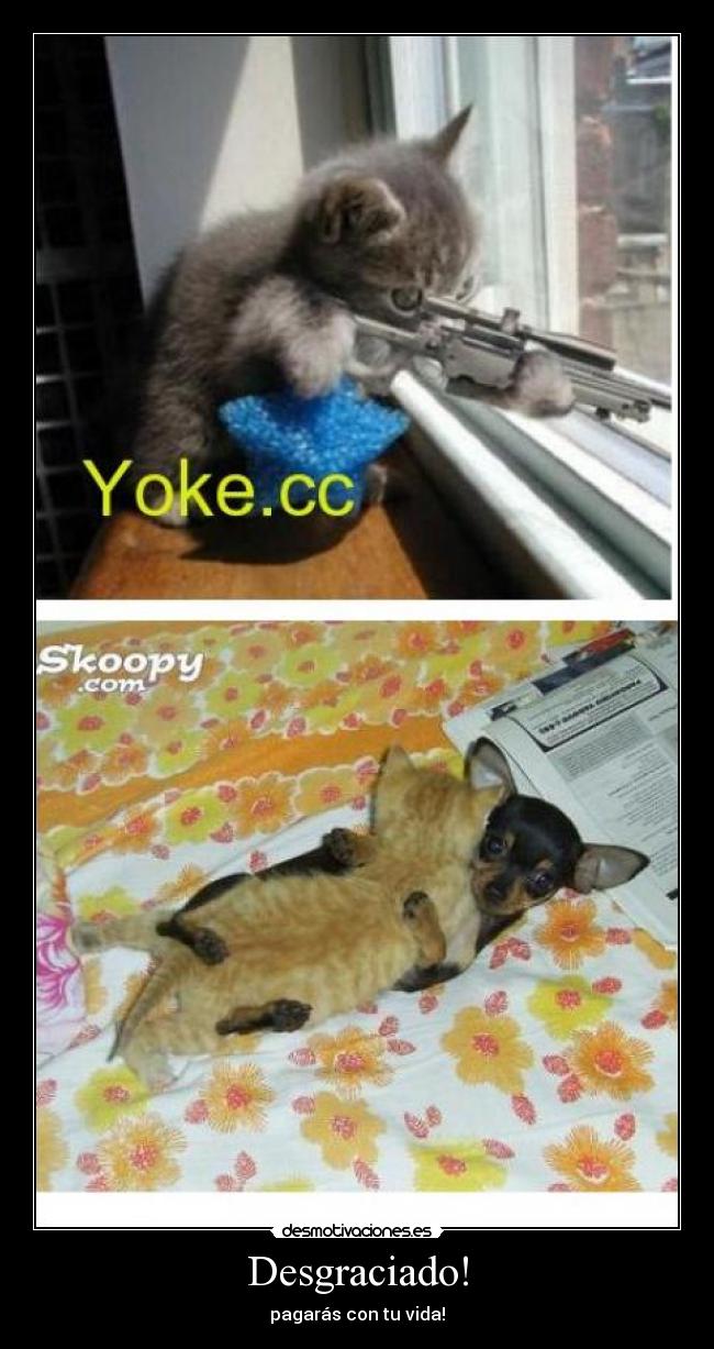 carteles gatosfollando desmotivaciones