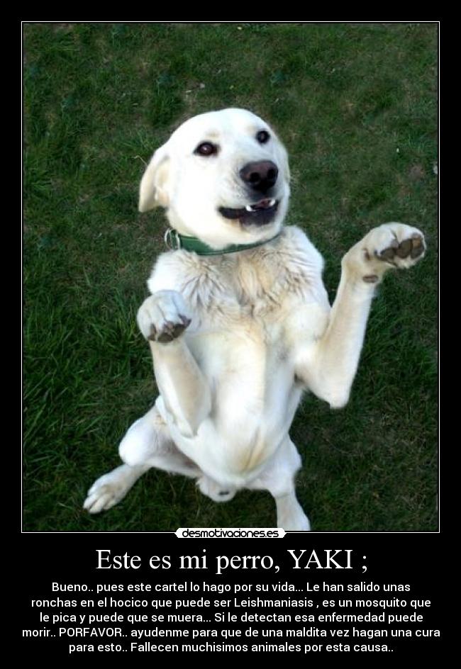 Este es mi perro, YAKI ; - Bueno.. pues este cartel lo hago por su vida... Le han salido unas
ronchas en el hocico que puede ser Leishmaniasis , es un mosquito que
le pica y puede que se muera... Si le detectan esa enfermedad puede
morir.. PORFAVOR.. ayudenme para que de una maldita vez hagan una cura
para esto.. Fallecen muchisimos animales por esta causa..
