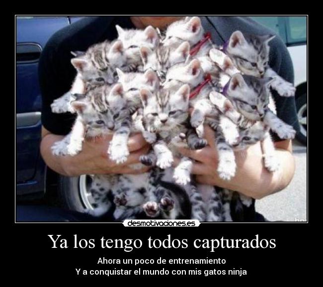 Ya los tengo todos capturados - Ahora un poco de entrenamiento
Y a conquistar el mundo con mis gatos ninja