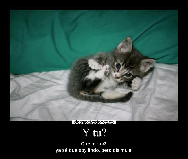 carteles lindura disimular gatito ternura desmotivaciones