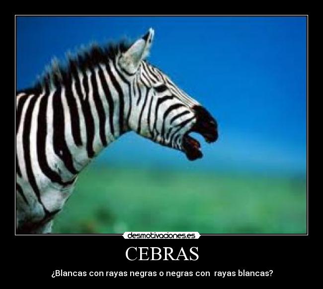 CEBRAS - 