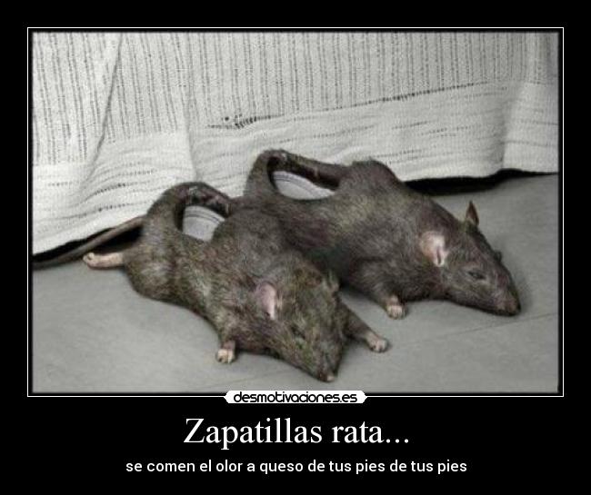 Zapatillas rata... - 