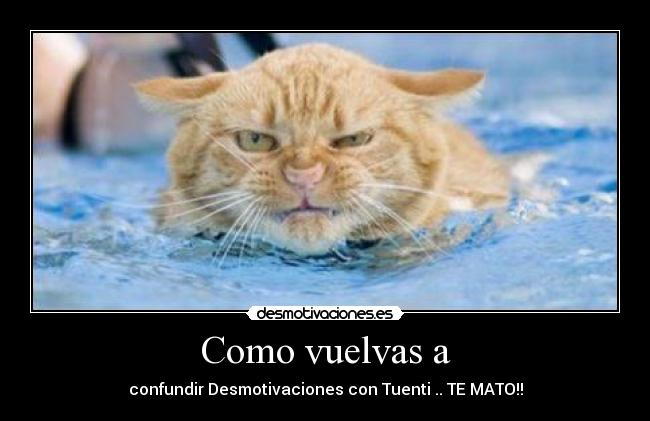 carteles desmotivaciones tuenti gato desmotivaciones