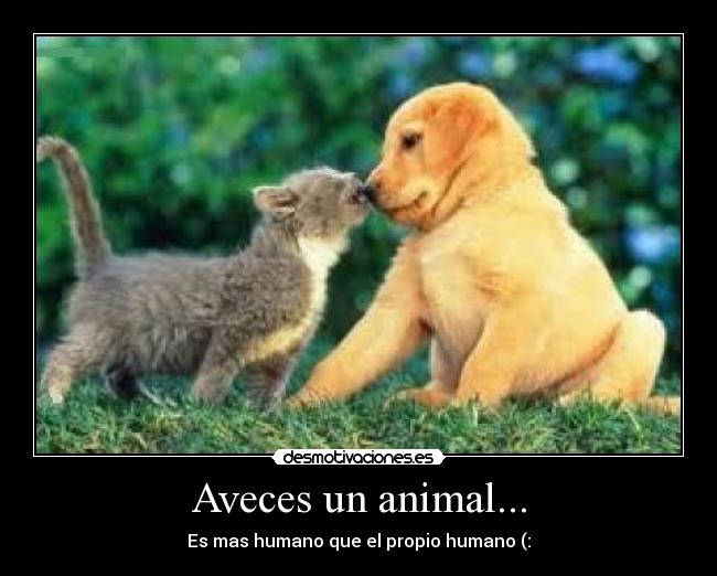 Aveces un animal... - Es mas humano que el propio humano (: