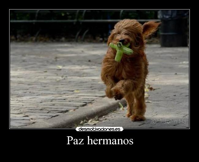carteles paz hermanos desmotivaciones