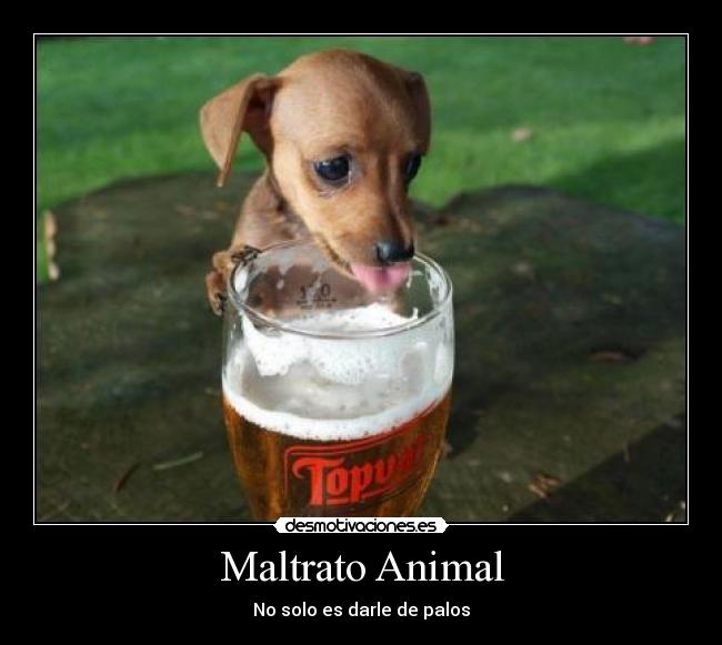 Maltrato Animal - 