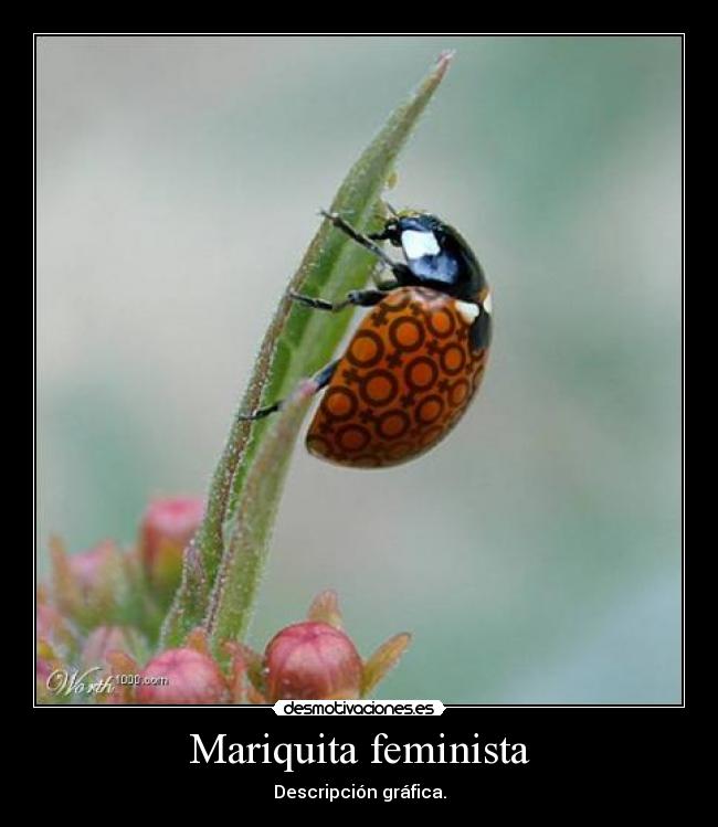 Mariquita feminista - Descripción gráfica.