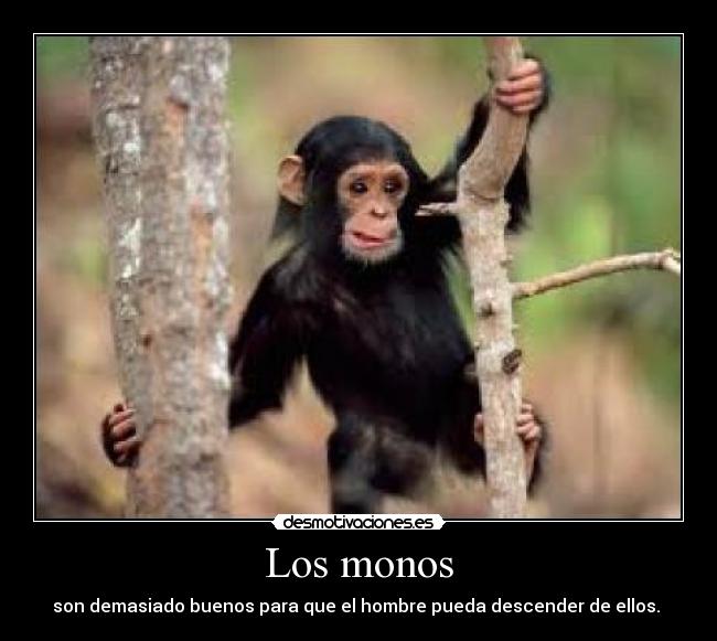 Los monos - son demasiado buenos para que el hombre pueda descender de ellos.