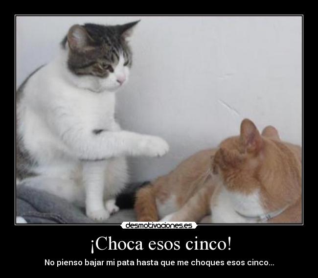 ¡Choca esos cinco! - No pienso bajar mi pata hasta que me choques esos cinco...