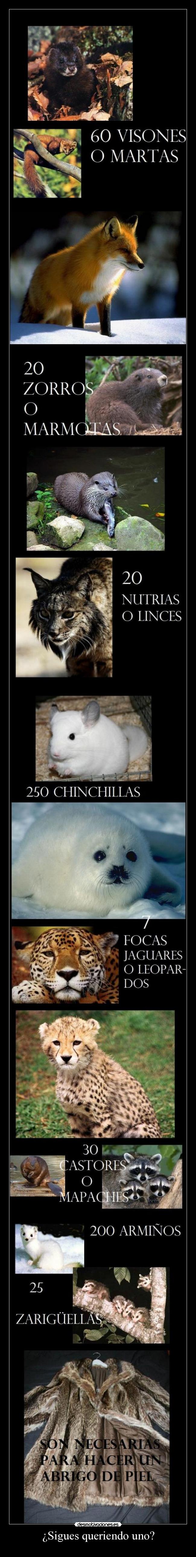 ¿Sigues queriendo uno? - 