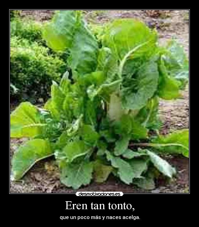 Eren tan tonto, - que un poco más y naces acelga.