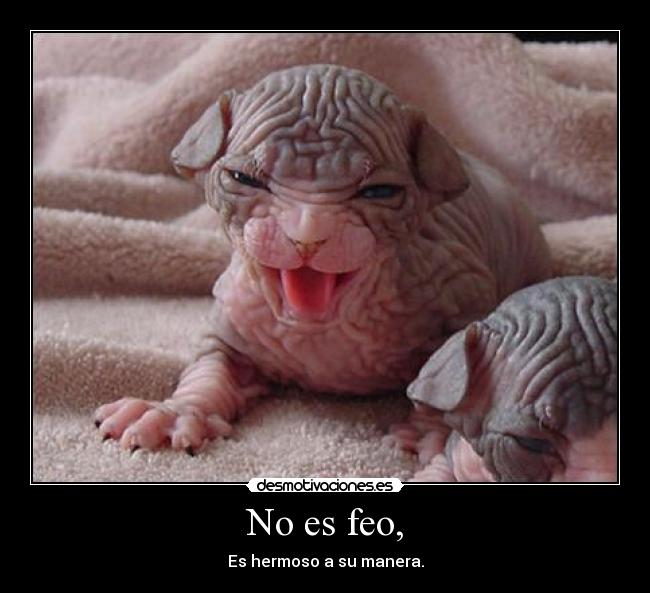 No es feo, -