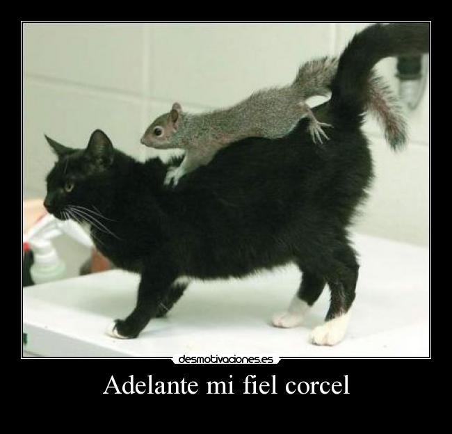 Adelante mi fiel corcel - 