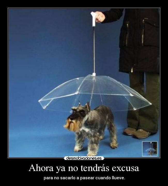 Ahora ya no tendrás excusa - para no sacarlo a pasear cuando llueve.