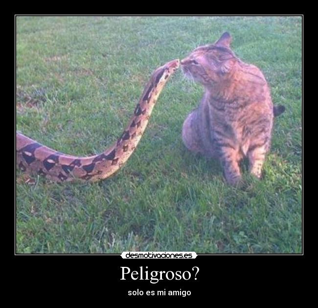 Peligroso? - 