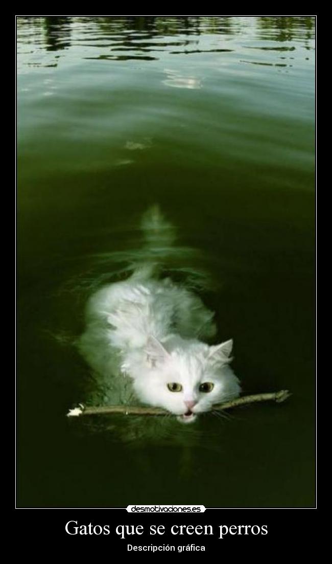 Gatos que se creen perros - Descripción gráfica