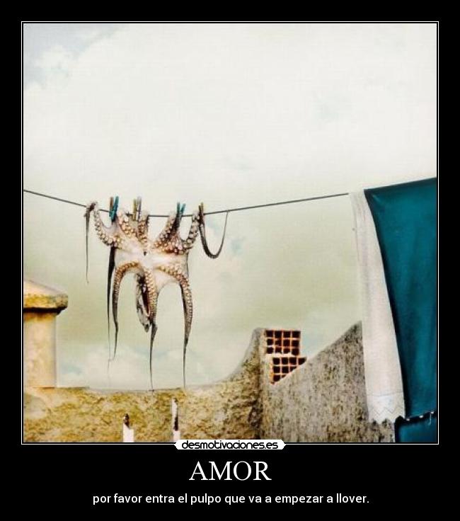 AMOR - por favor entra el pulpo que va a empezar a llover.