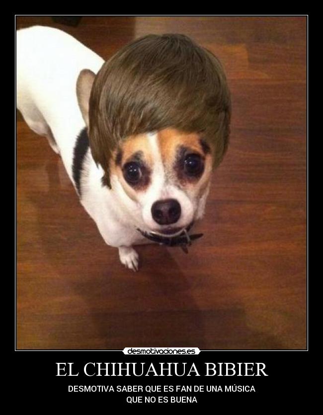 EL CHIHUAHUA BIBIER - DESMOTIVA SABER QUE ES FAN DE UNA MÚSICA
QUE NO ES BUENA