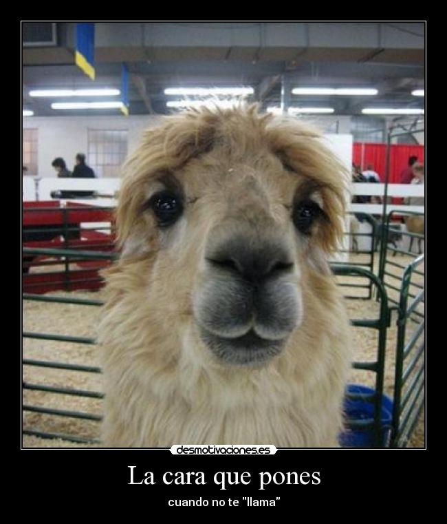 carteles llama desmotivaciones