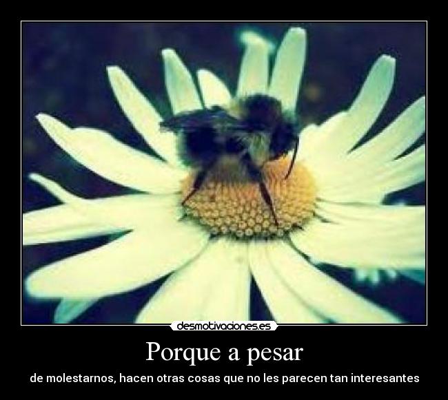 Porque a pesar - de molestarnos, hacen otras cosas que no les parecen tan interesantes