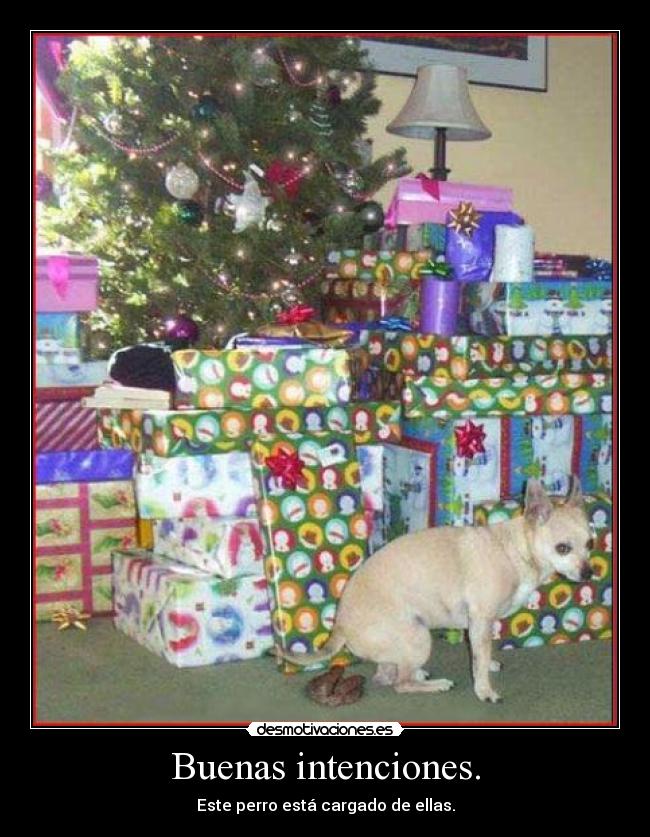 Buenas intenciones. - Este perro está cargado de ellas.