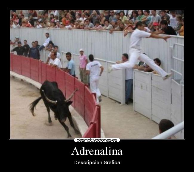 Adrenalina - Descripción Gráfica