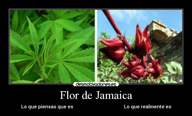 Flor de Jamaica - Lo que piensas que es                                           Lo que realmente es