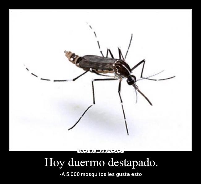 Hoy duermo destapado. - -A 5.000 mosquitos les gusta esto