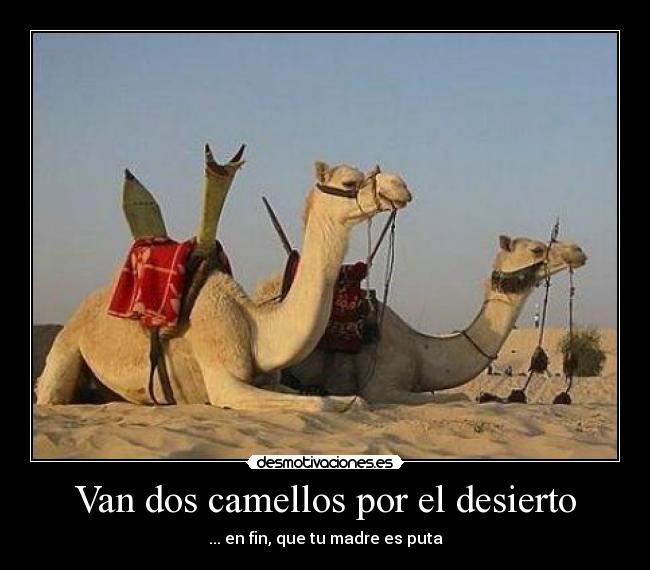 Van dos camellos por el desierto - ... en fin, que tu madre es puta
