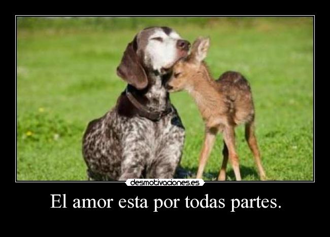 El amor esta por todas partes. - 