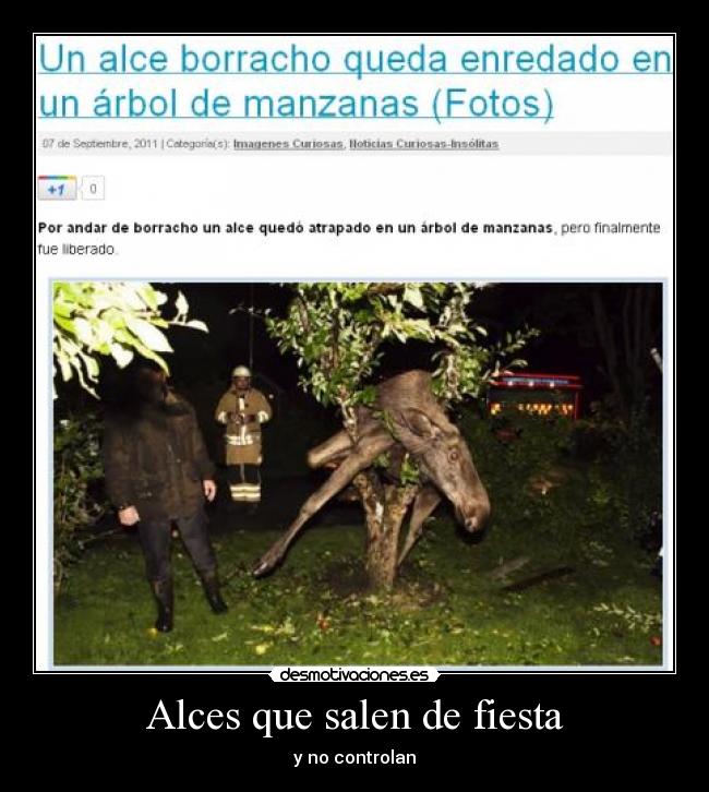 Alces que salen de fiesta - y no controlan