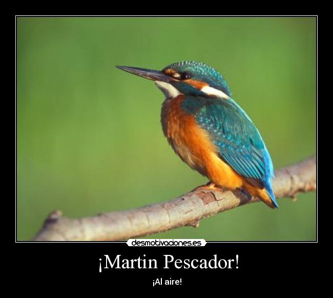 ¡Martin Pescador! -
