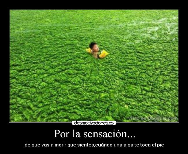 Por la sensación... - de que vas a morir que sientes,cuándo una alga te toca el pie