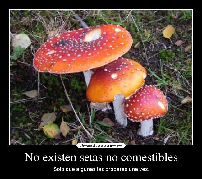 No existen setas no comestibles - Solo que algunas las probaras una vez.