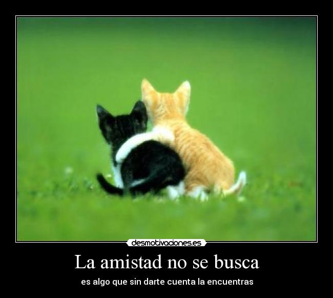 La amistad no se busca - 
