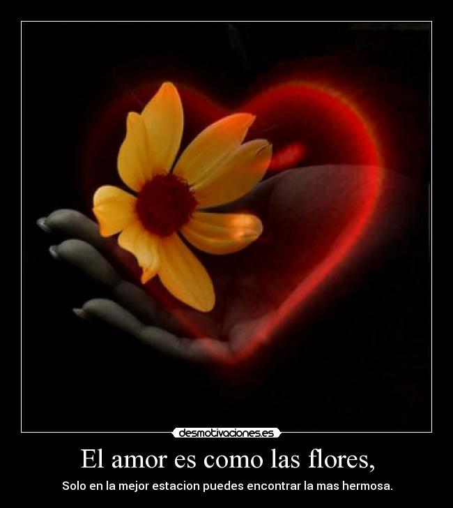 El amor es como las flores, - Solo en la mejor estacion puedes encontrar la mas hermosa.