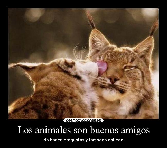 Los animales son buenos amigos - No hacen preguntas y tampoco critican.