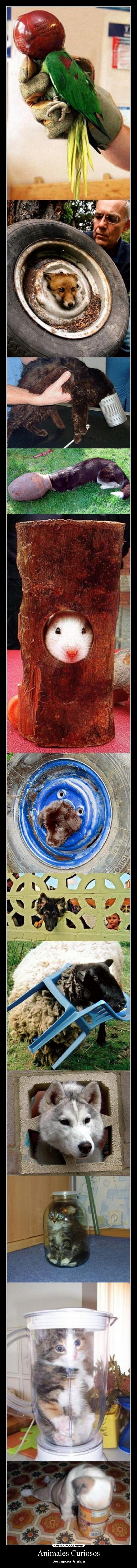 Animales Curiosos - Descripción Gráfica