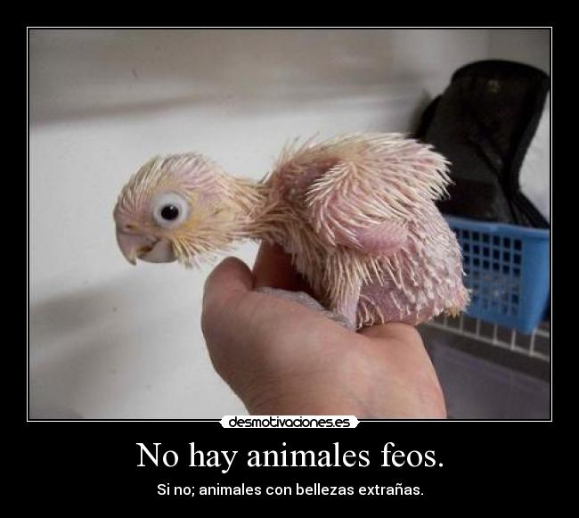 No hay animales feos. - 