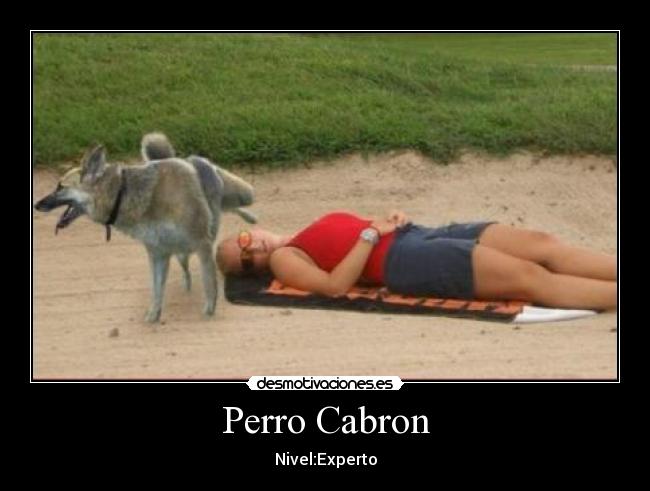 carteles perro desmotivaciones