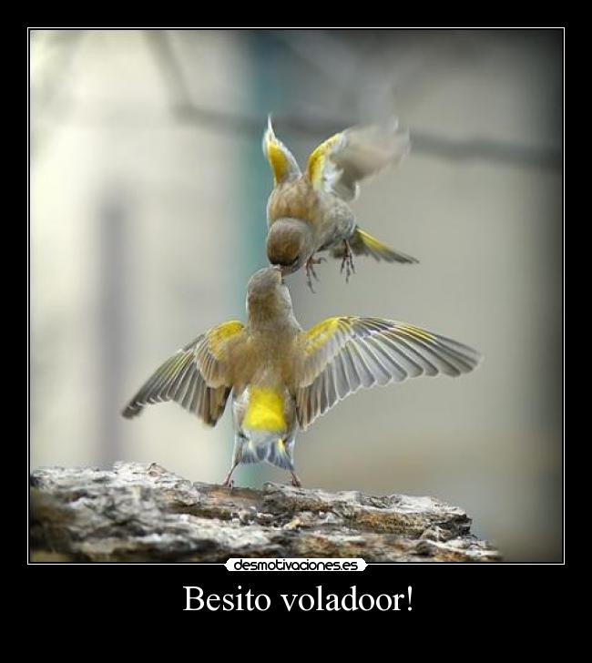 Besito voladoor! -   