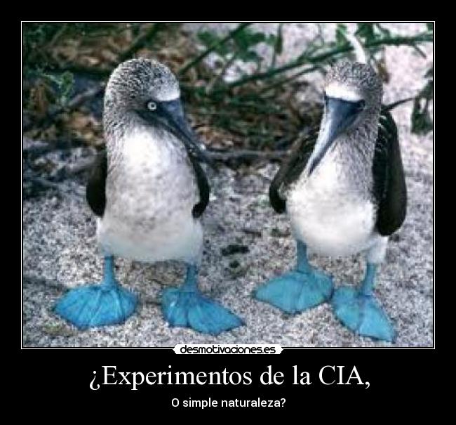 ¿Experimentos de la CIA, - O simple naturaleza?