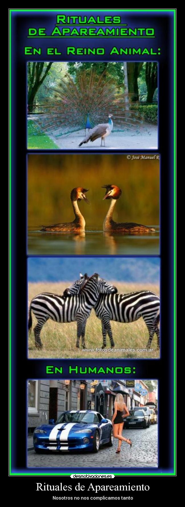 Rituales de Apareamiento - Nosotros no nos complicamos tanto