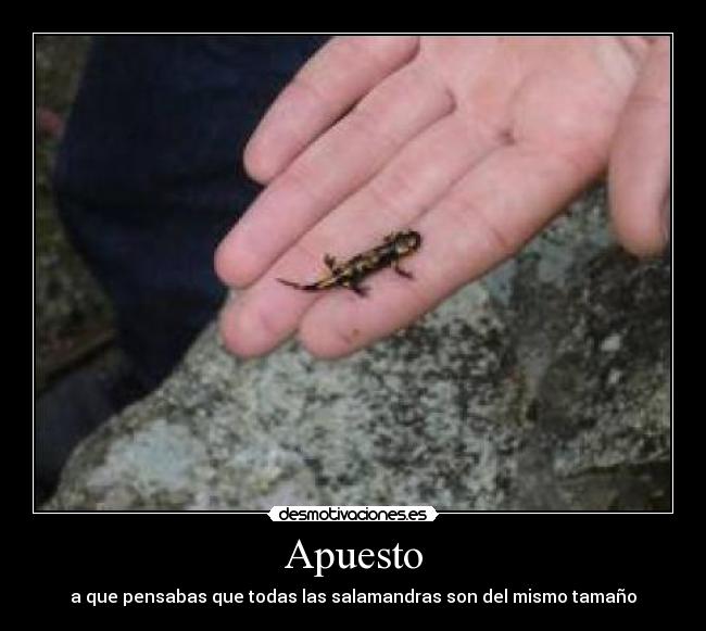 Apuesto - a que pensabas que todas las salamandras son del mismo tamaño