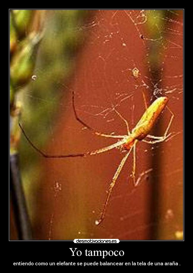 Yo tampoco - entiendo como un elefante se puede balancear en la tela de una araña .