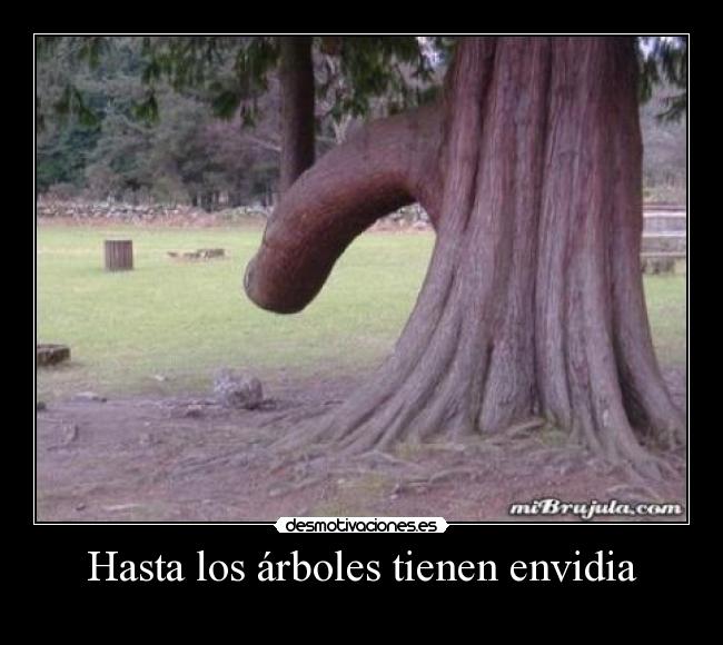 Hasta los árboles tienen envidia -