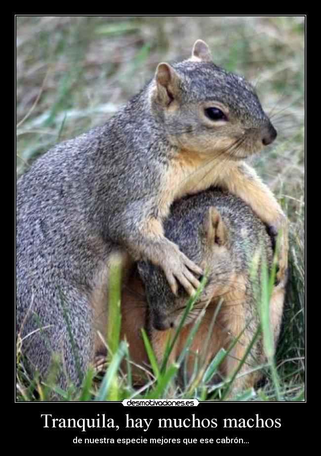 Tranquila, hay muchos machos -