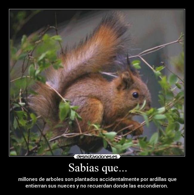 Sabias que... - millones de arboles son plantados accidentalmente por ardillas que
entierran sus nueces y no recuerdan donde las escondieron.